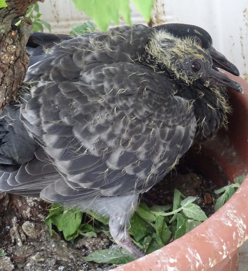 Pigeonneau plumes grises