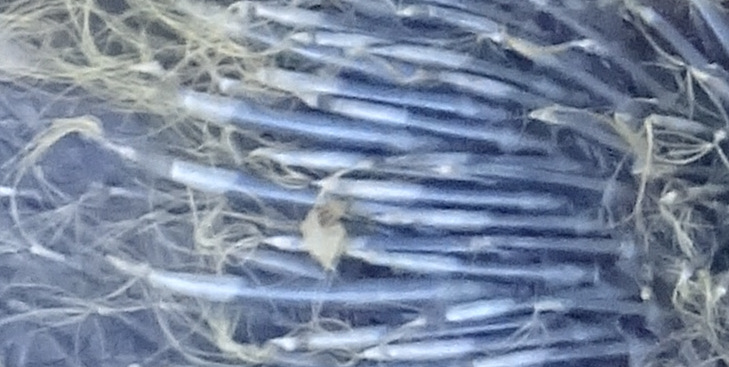 Détail des plumes bleues