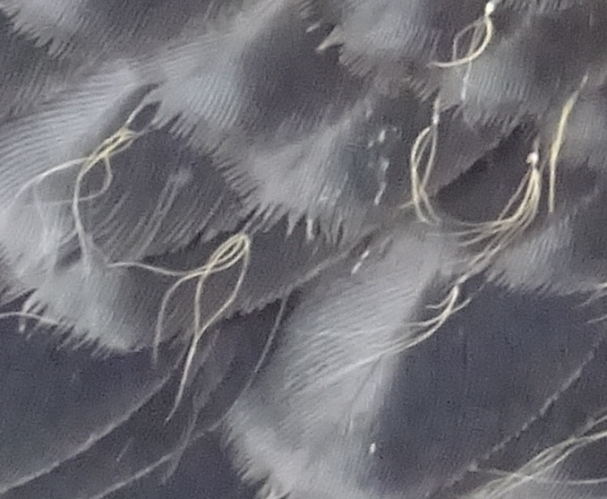 Détail plumes grises