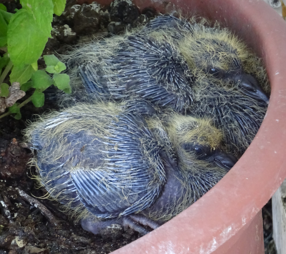 pigeonneau plumes bleues